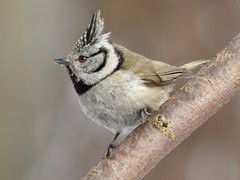 9 – tojo Kalėdinio paukščių stebėjimo maratono rezultatai!