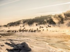 Suskaičiuokime žiemojančius vandens paukščius 2025 m. žiemą