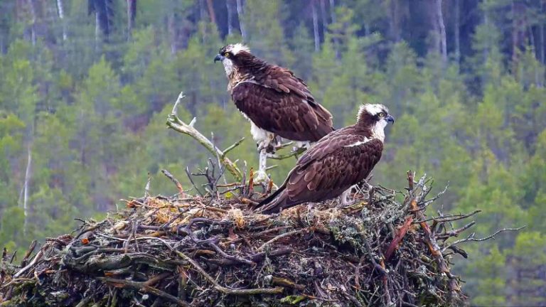Tiesioginė transliacija iš lizdo: kaip atrodo į Lietuvos raudonąją knygą įrašytų erelių žuvininkų gyvenimas?