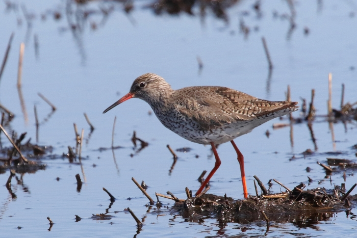LOD su užsienio partneriais pateikė ES LIFE programai projekto paraišką skirtą nykstančių tilvikų apsaugai