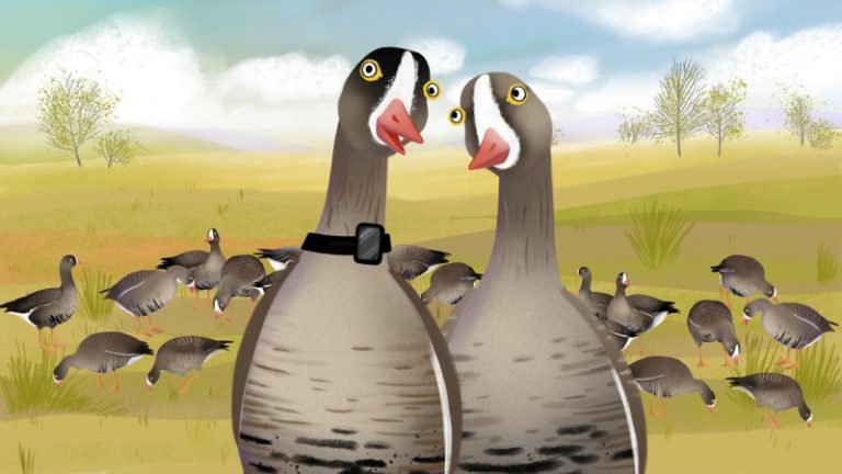 Misterio Bliu, mažosios žąsies gyvenimas – Life LWfG Climate – BirdLife LT