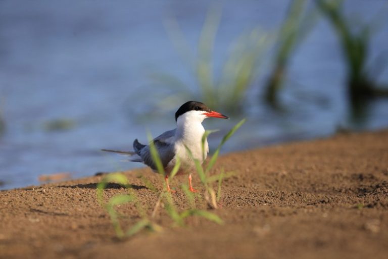 Novaraisčio ornitologiniame draustinyje buvo vykdomas upinių žuvėdrų monitoringas