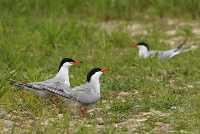 Neprognozuojami žuvėdrų skrydžiai