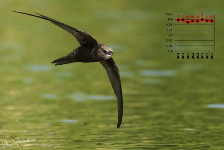 Pasirodė vasaros šaukliai – čiurliai