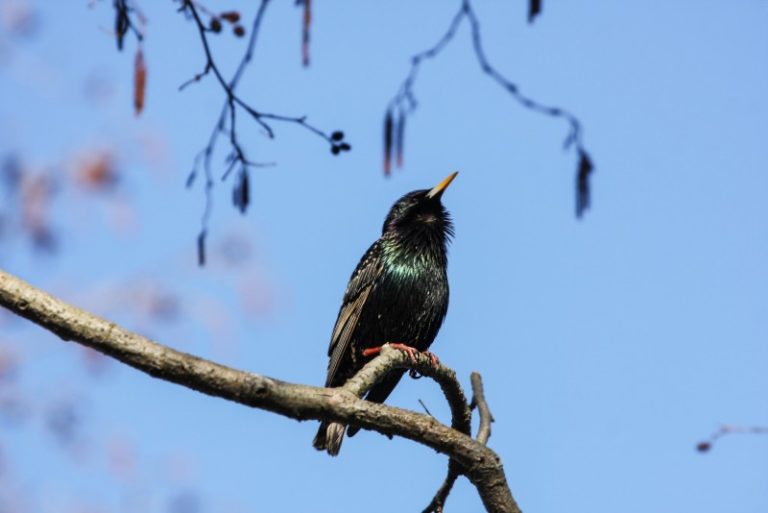 Kovo 10-oji – Keturiasdešimties paukščių diena