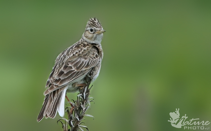 Vieversiai jau čirena. Vasario 24 d. – Vieversio diena