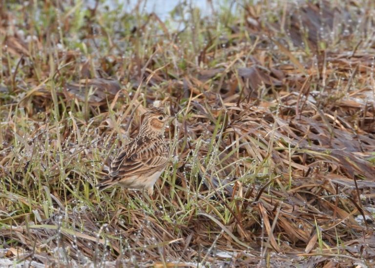 Pirmieji pavasario šaukliai jau Lietuvoje