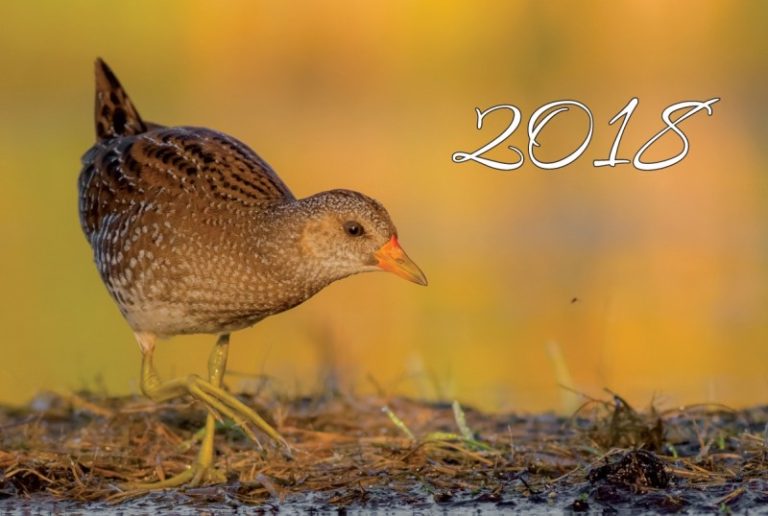 Išleistas 2018 metų projekto kalendorius „Metai Tyrulių pelkėje”