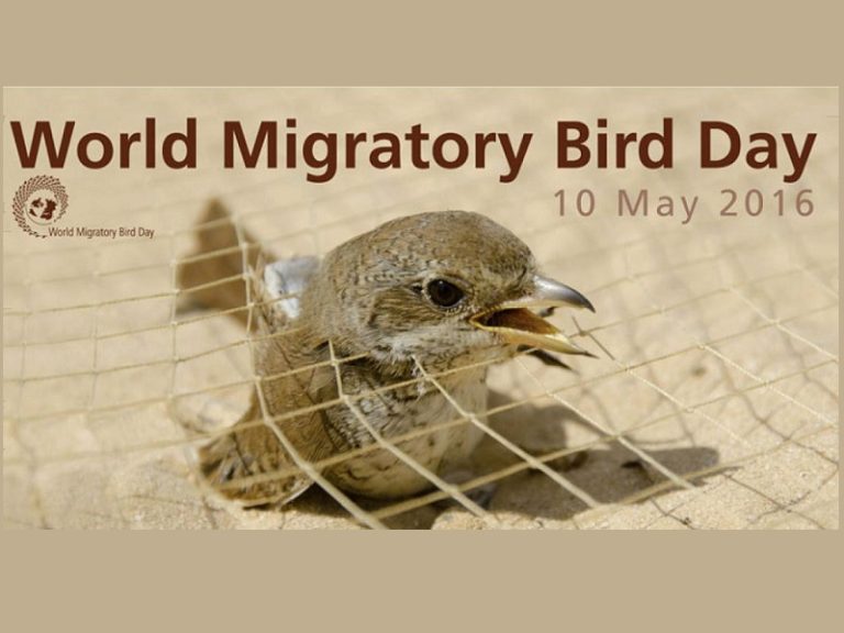 Pasaulinei migruojančių paukščių dienai – stebėjimo bokšteliuose varžybos (atnaujinta 2016-05-04)