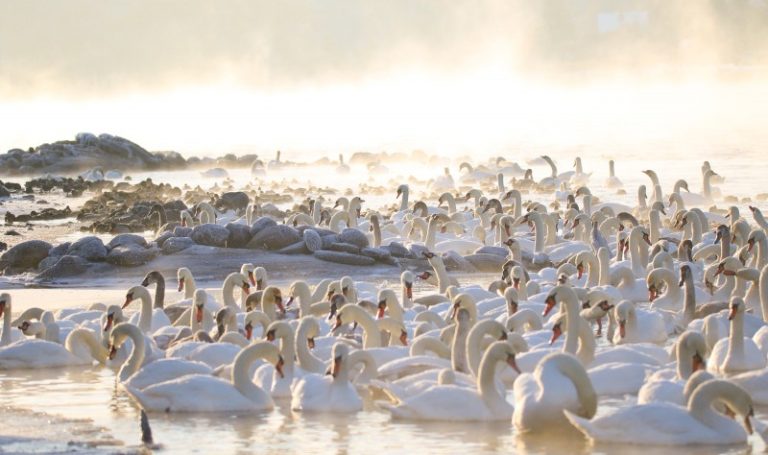 Vandens paukščių lesinimas turi būti atsakingas