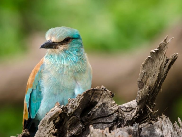 Kviečiame į renginį „Žalia varna 2024“