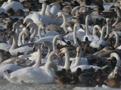 Žiemojančių vandens paukščių apskaitos 2017-2018 žiemą