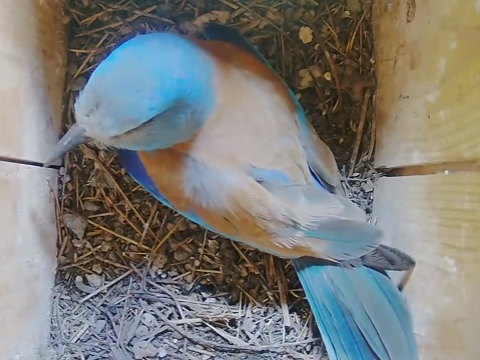 Tiesioginė transliacija iš inkilo žalvarniui