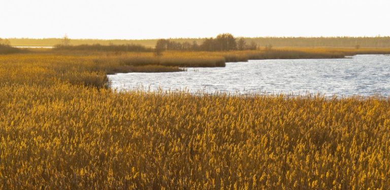 NEVYRIAUSYBINĖS ORGANIZACIJOS: VYRIAUSYBĖ ĮTEISINO ŽUVINTO BIOSFEROS REZERVATO NIOKOJIMĄ