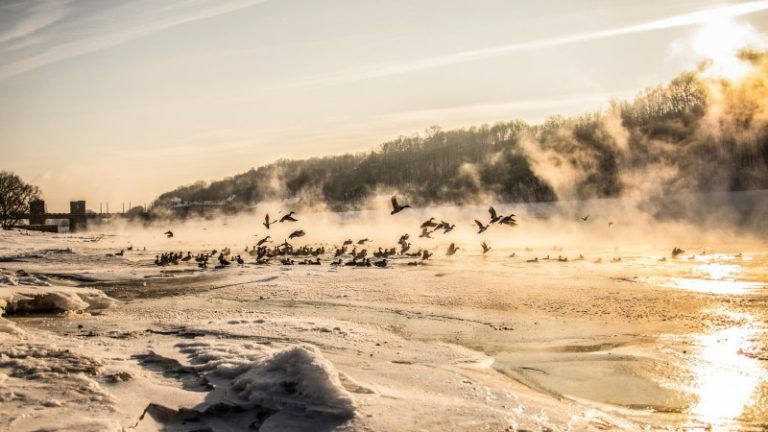 Žiemojančių vandens paukščių apskaitos 2023 m. žiemą