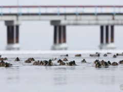 Žiemojančių vandens paukščių apskaitos 2020-2021 m. žiemą