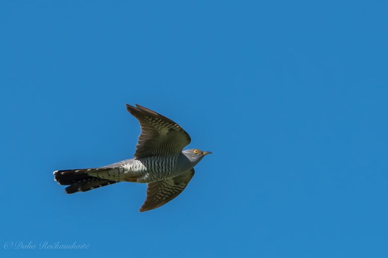 Pavasario ženklas – vėl girdimas gegutės balsas