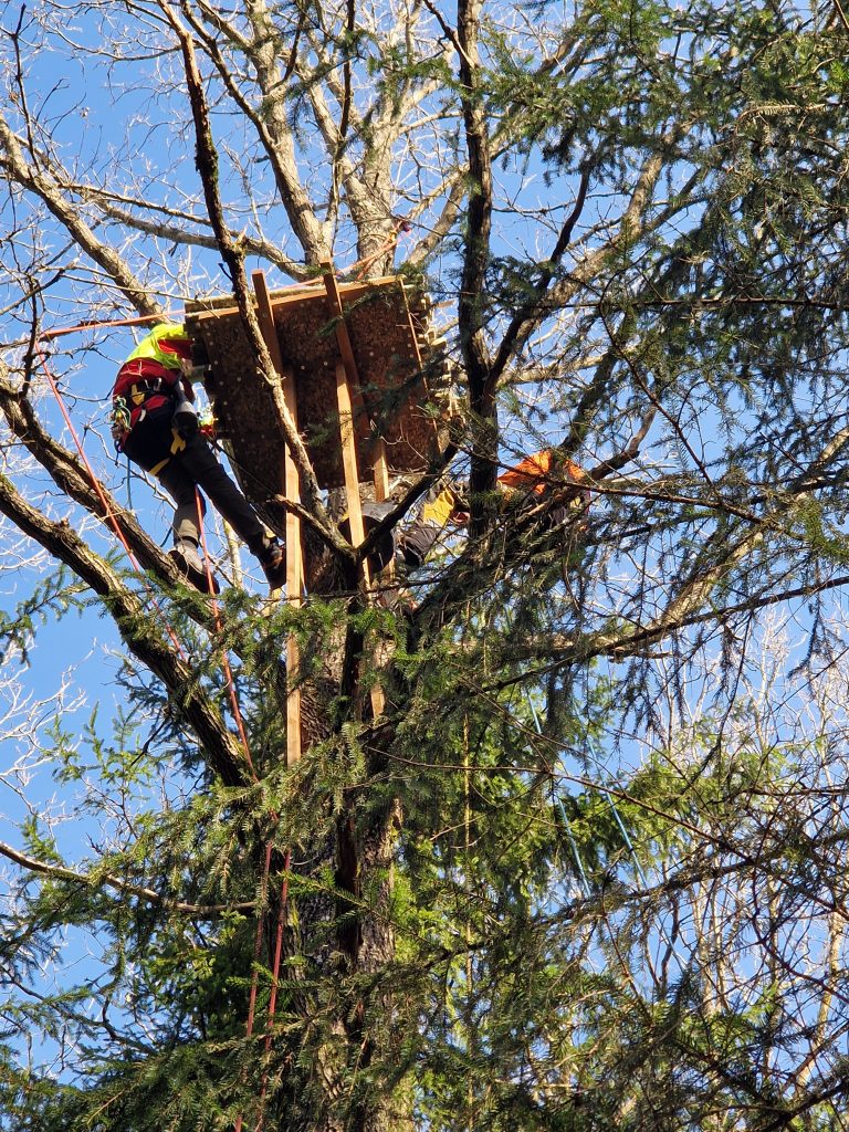 Renovuoti 4 lizdai retiems paukščiams