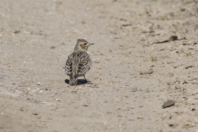 Ornitologai pataria, ką daryti radus paukščio jauniklį