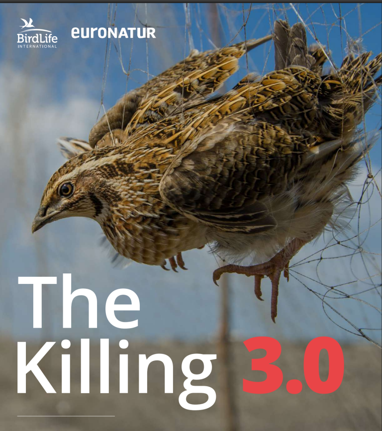 Nauja Birdlife ataskaita: liko 5 metai sumažinti nelegalų paukščių žudymą