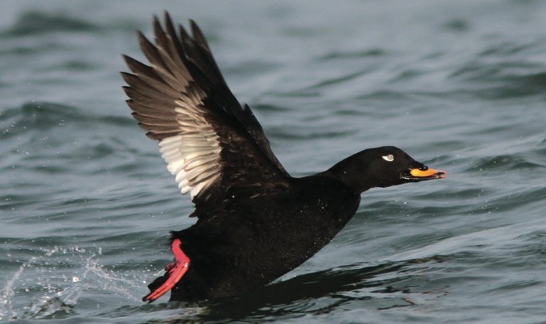 2024 m. retų ir naujų rūšių stebėjimų tvirtinimo apžvalga