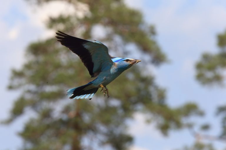 PROJEKTAS „EUROPINIO ŽALVARNIO (CORACIAS GARRULUS) BŪKLĖS GERINIMAS LIETUVOJE“