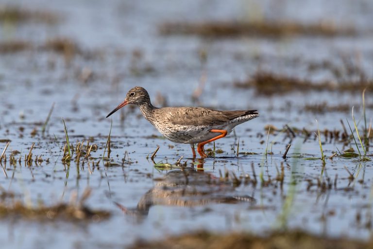 Renkami raudonkojo tuliko stebėjimo duomenys