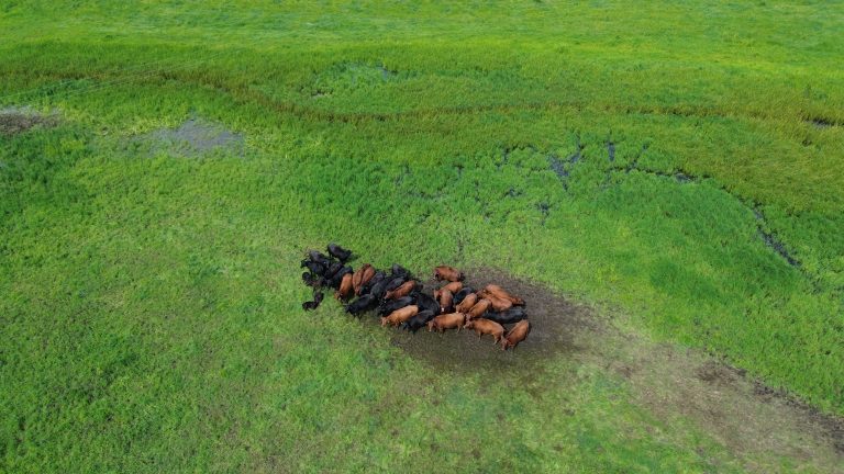 Užliejamos pievos: iššūkiai ūkininkams ir paukščiams svarbių buveinių išsaugojimui