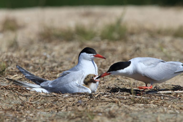 Patvirtinti mažosios žuvėdros (Sternula albifrons) ir upinės žuvėdros (Sterna hirundo) apsaugos planai