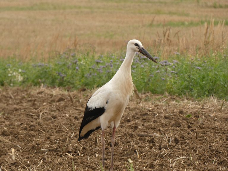 Gandrų išskridimo diena: ką rodo naujausi tyrimai apie baltuosius gandrus?