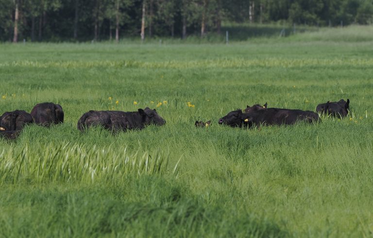 Klimato iššūkiai žemdirbiams – ar metas keisti požiūrį į pievas ir šlapžemes?