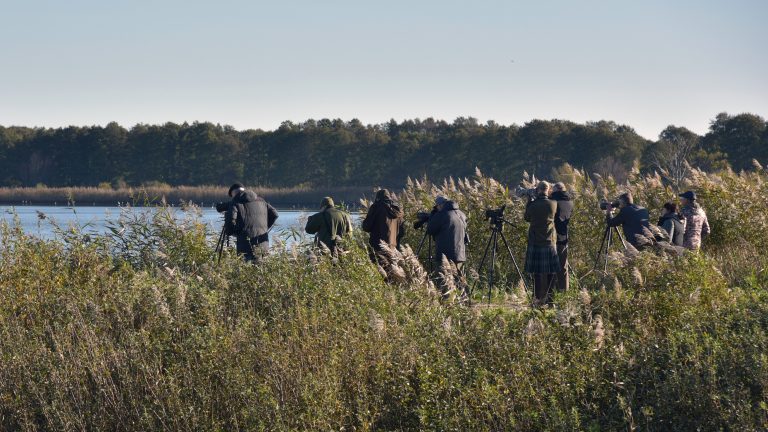 26-tasis paukščių stebėtojų ralis „Kuršių marios 2025“ vyks spalio 17–18 d.