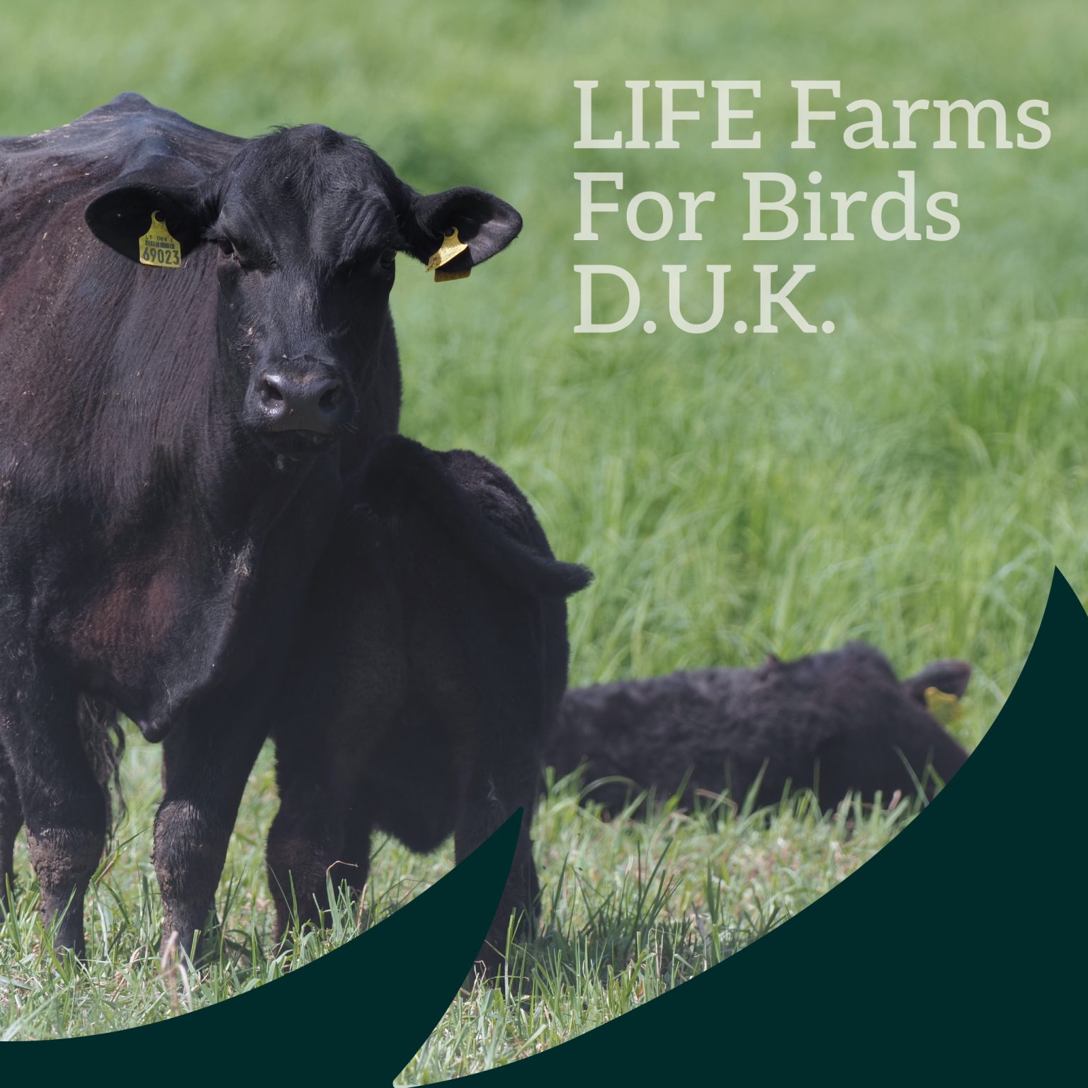 D.U.K. apie „LIFE Farms for Birds“: pievos, paukščiai ir ganymas - Birdlife