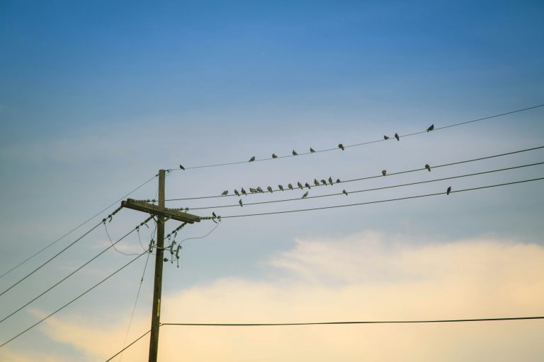 Lietuvos ornitologų draugija, „Ignitis“ ir ESO sutarė dėl bendradarbiavimo mažinant elektros oro linijų poveikį paukščiams