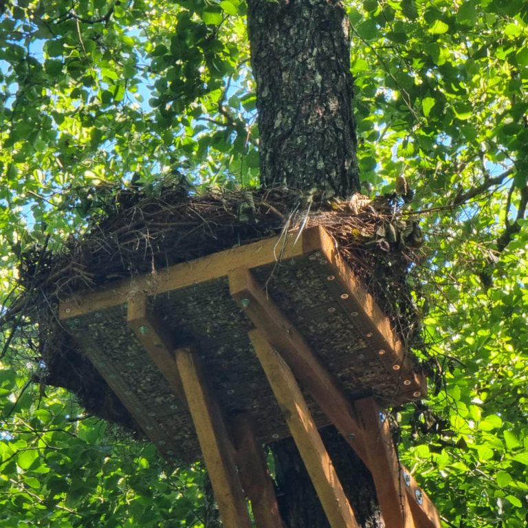 Dirbtinių lizdaviečių įrengimas ir renovacija – indėlis į saugomų rūšių išsaugojimą