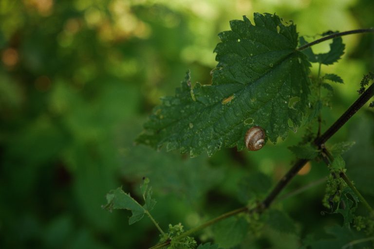 Miškai – ne tik mediena: tai namai paukščiams ir gyvybės įvairovė