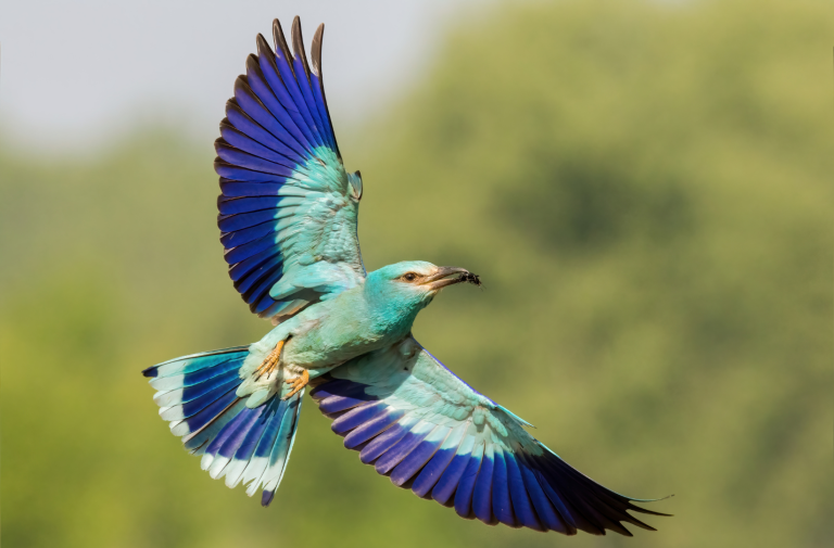 Europiniai žalvarniai pradėjo migraciją į žiemavietes