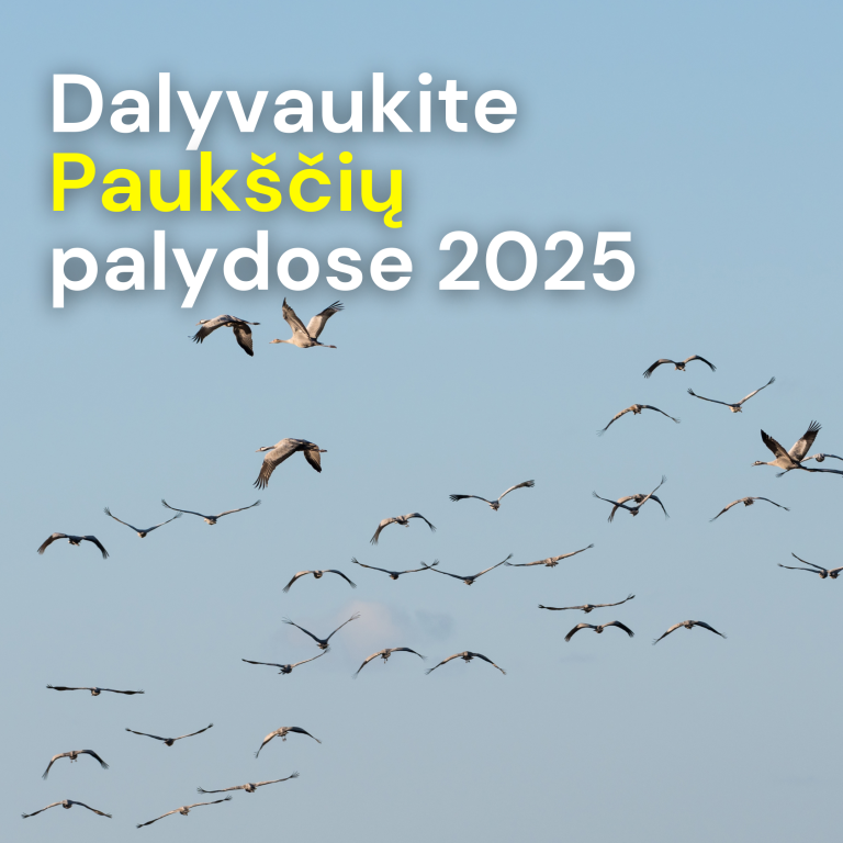Paukščių palydos 2025 m.: dalyvaukite, organizuokite, stebėkite masiškiausiame Metų ornitologijos įvykyje