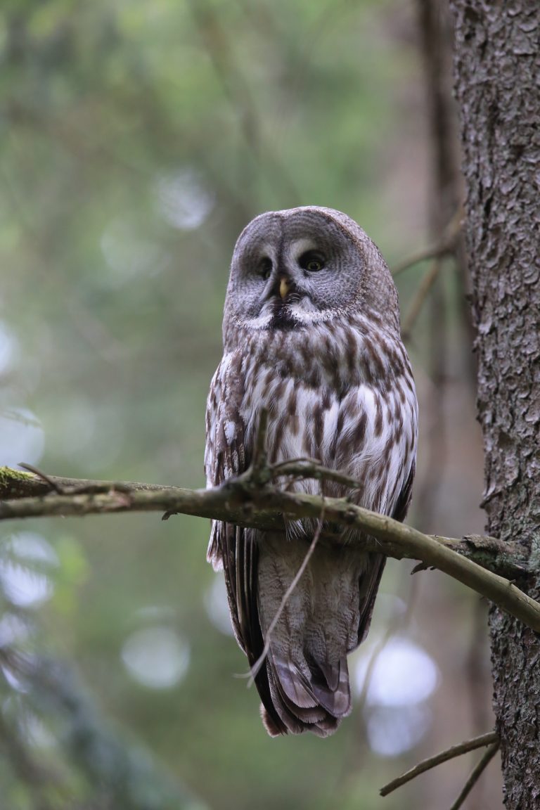 2025 metai buvo nesėkmingi laplandinėms pelėdoms (Strix nebulosa)