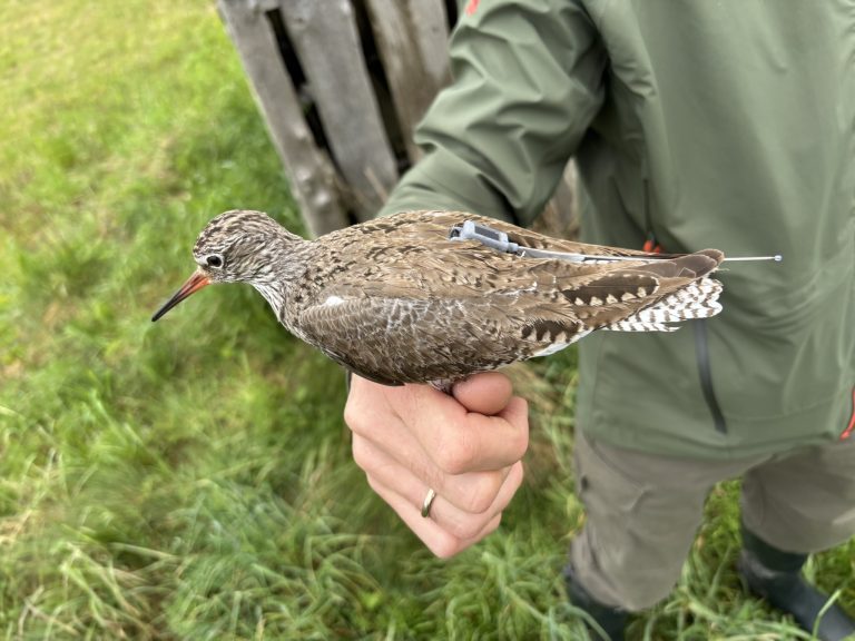 Šį pavasarį Kretuono apylinkėse siųstuvais paženklinti tilvikiniai paukščiai