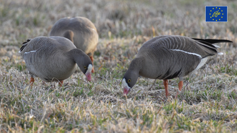 LIFE projektas: šviesesnės ateities užtikrinimas mažajai žąsiai