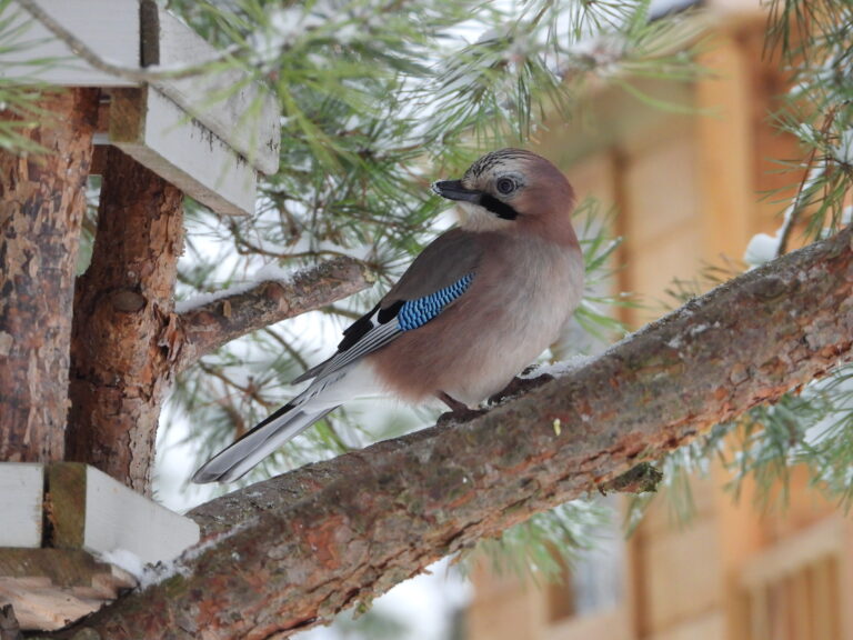 Po pirmų šalčių ornitologai pataria kaip atsakingai padėti paukščiams žiemą