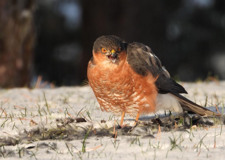 Vilniečiai kviečiami į paskaitą „Vilniaus mieste žiemojantys paukščiai”