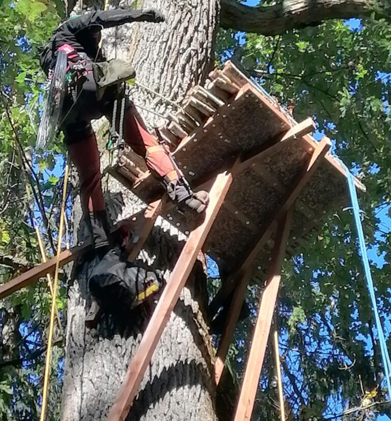 Dirbtinių lizdaviečių įrengimas ir renovacija: indėlis į juodųjų gandrų išsaugojimą