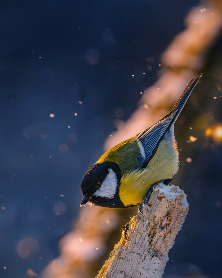 Šventiniai sveikinimai nuo Lietuvos ornitologų draugijos