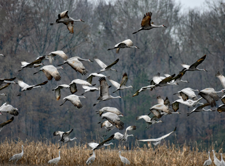 VSTT: sumažėjo juodųjų gandrų, meletų ir lakštingalų