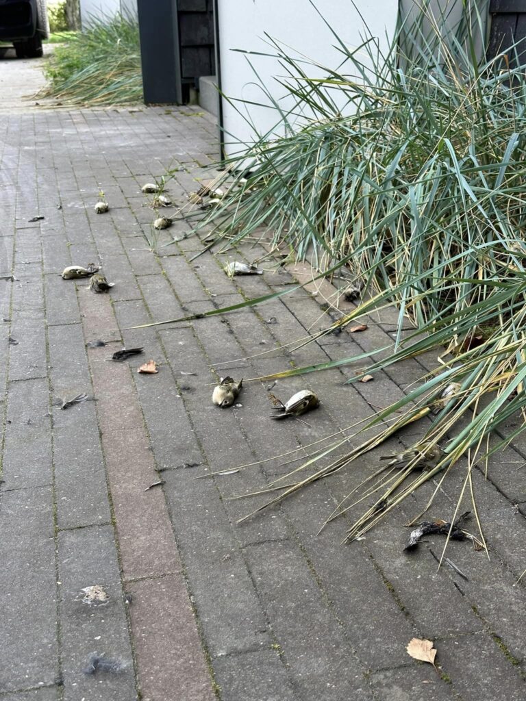 Lietuvos ornitologų draugija kviečia dalyvauti paukščių žūčių nuo atsitrenkimo į stiklus registravimo akcijoje