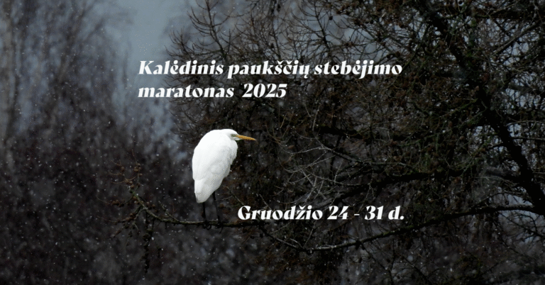 Kalėdinis paukščių stebėjimo maratonas 2025