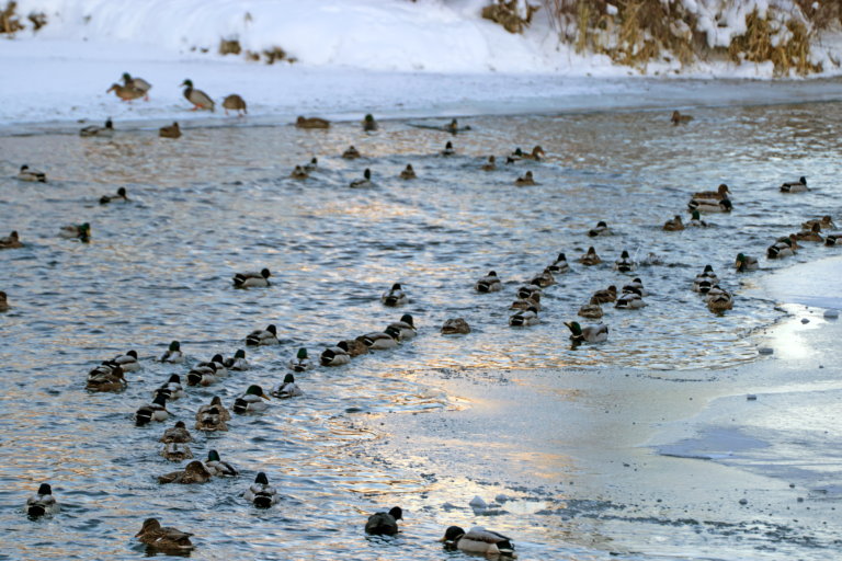 Ornitologai ragina padėti žiemojantiems vandens paukščiams