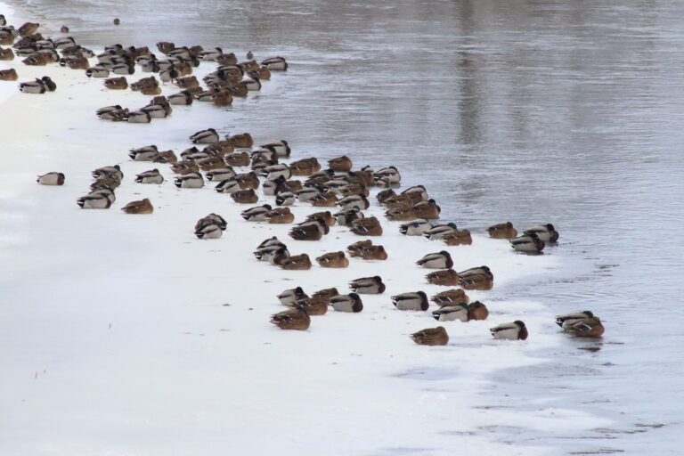 Suskaičiuokime žiemojančius vandens paukščius 2026 m. žiemą